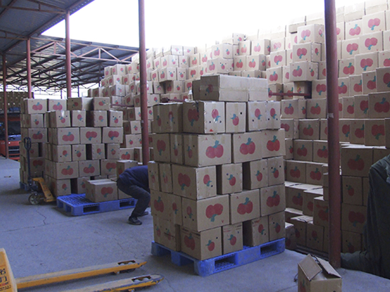 Distribution Pallets: How to Choose the Right Plastic Pallet for Efficient Supply Chain Operations